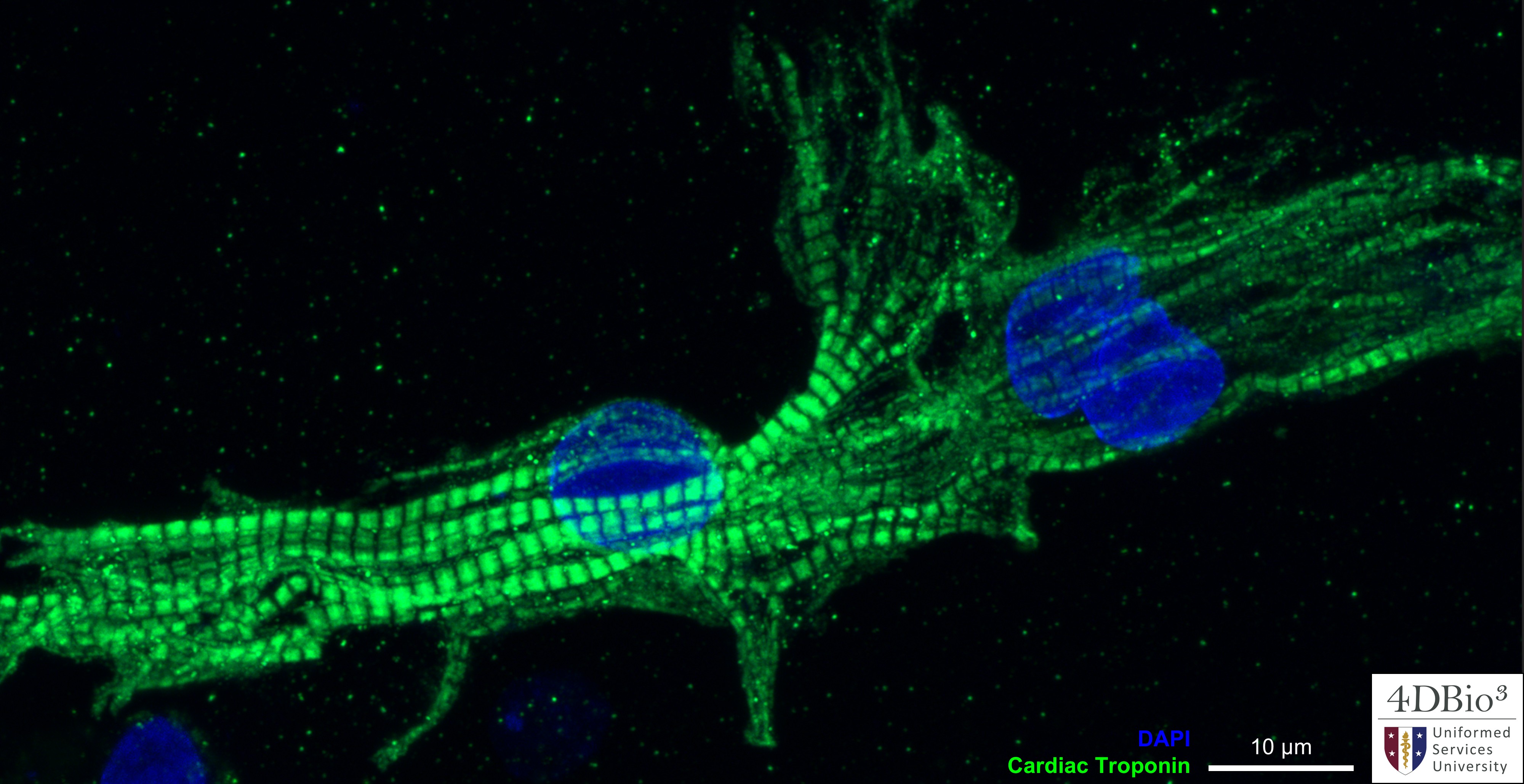 3D Engineered Heart Tissue
